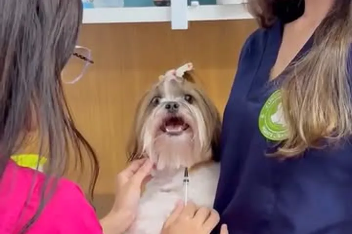 Veterinária da Monte Líbano atendendo um shih-tzu